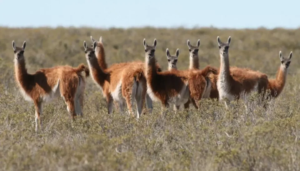 guanacos/Imagen ilustrativa