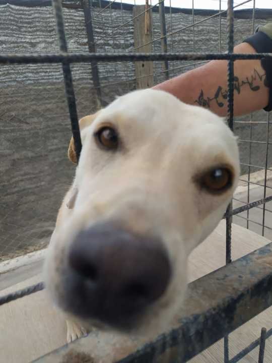 perro en adopcion