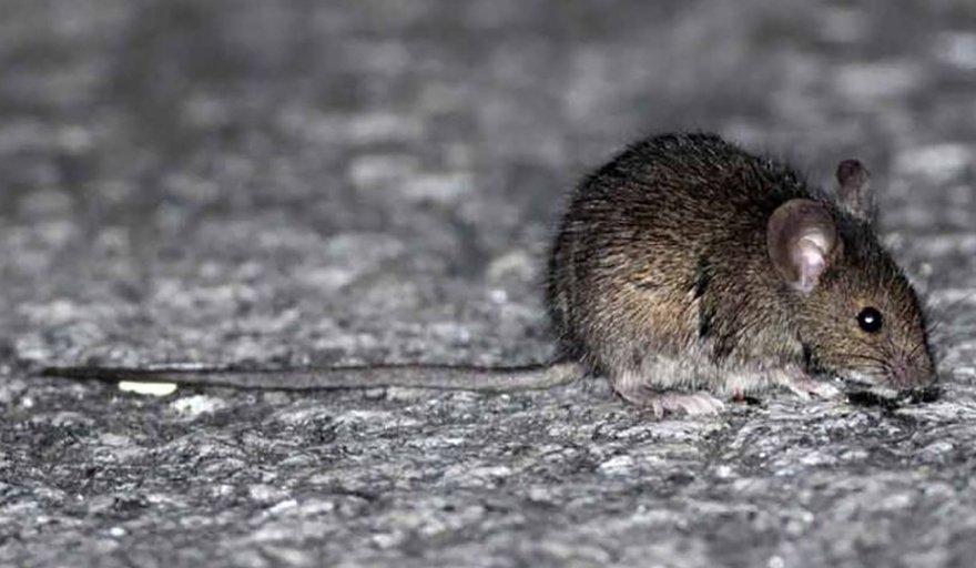 20260109133941 hantavirus 1920