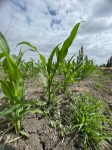 whatsapp image 2026 01 16 at 17.57.01