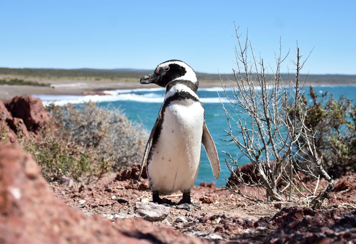 Trelew bajo ráfagas de casi 60 km/h: ¿Qué se espera para este miércoles?